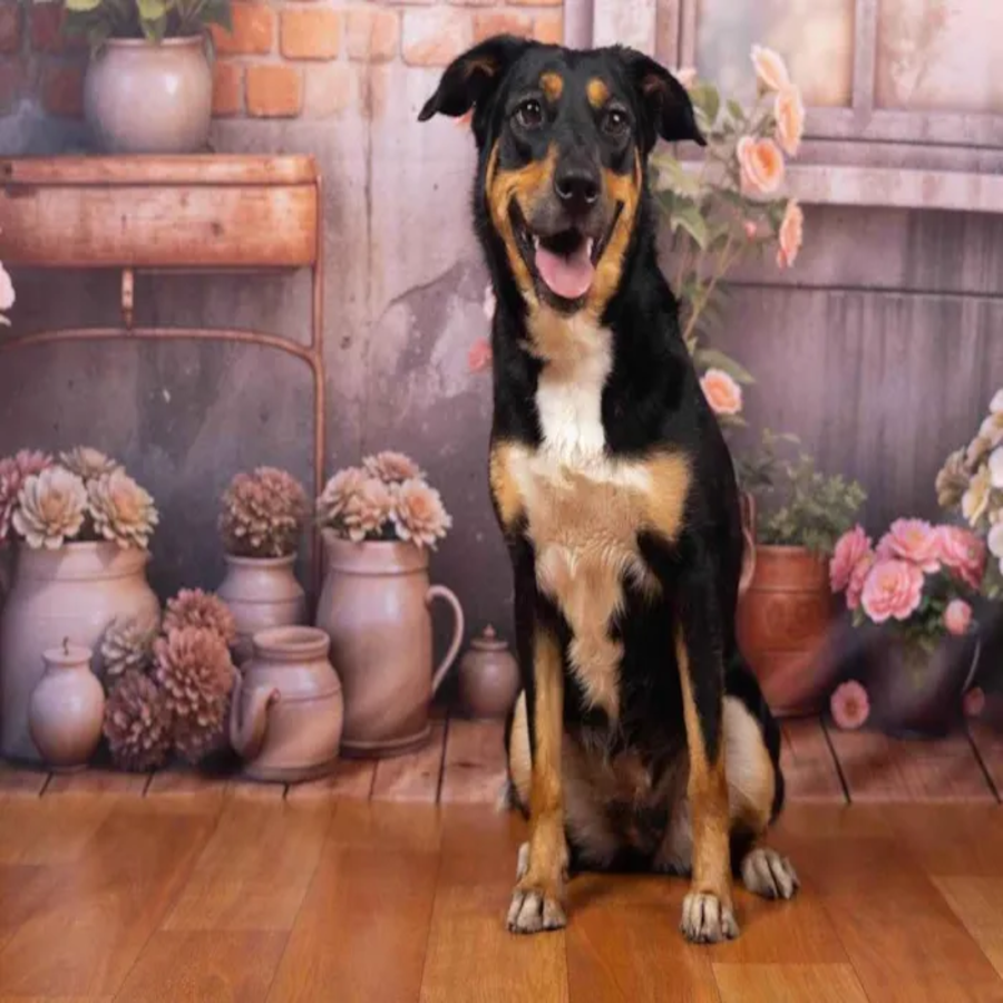 Cachorro para adoção